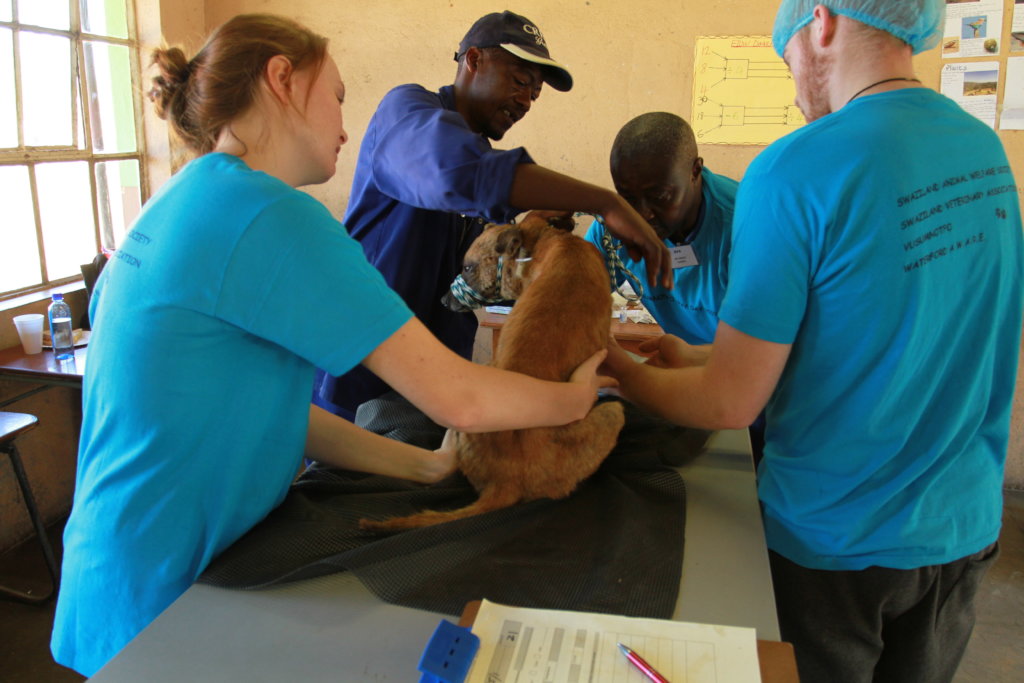 Spay and Neuter Cats and Dogs in Rural Eswatini