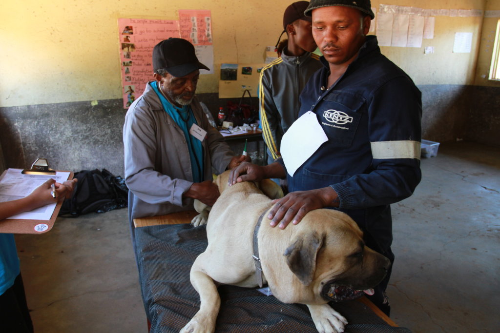 Spay and Neuter Cats and Dogs in Rural Eswatini