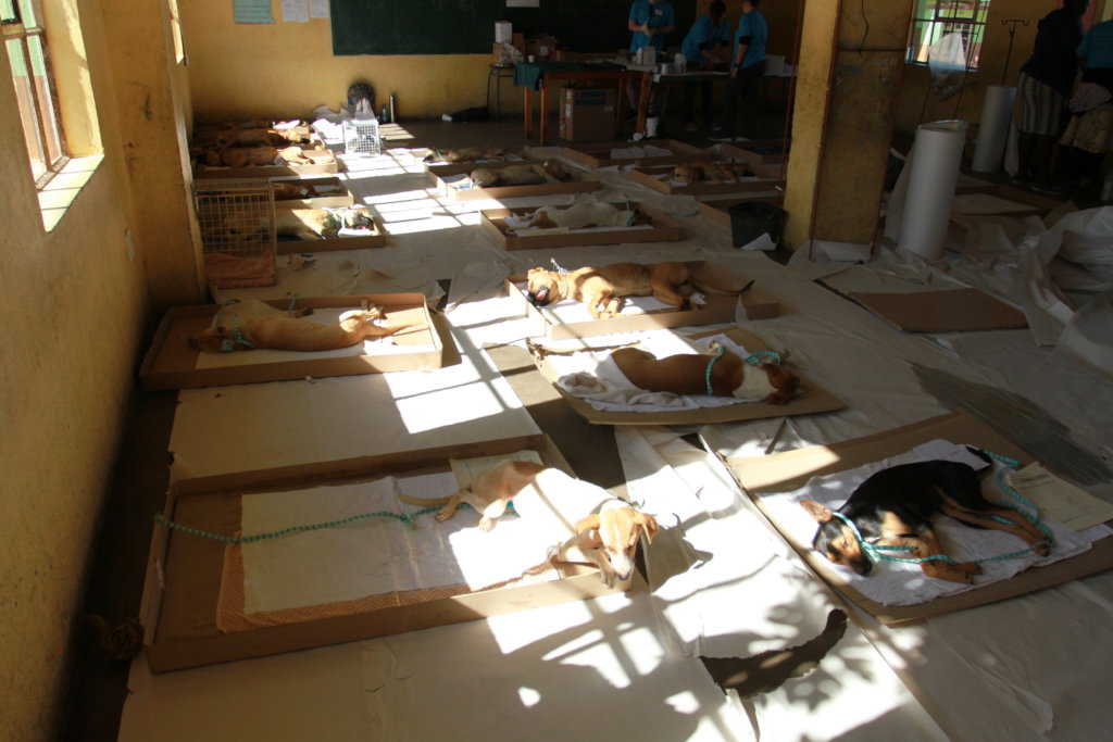 Spay and Neuter Cats and Dogs in Rural Eswatini