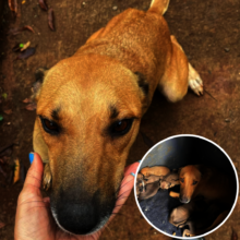 Welfare case sterilized and returned to owner.