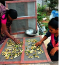 WEP students in Kadapa using a solar dryer