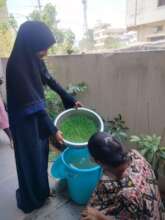 Growing hydroponic microgreens in Hyderabad