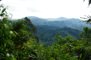 The forests of Gunung Naning