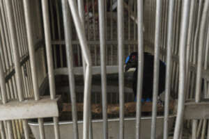 An Asian fairy bluebird for sale in a bird market