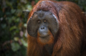 Support 13 villages to save the Bornean Rainforest