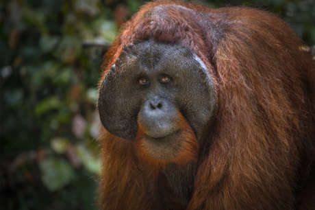 Support 13 villages to save the Bornean Rainforest