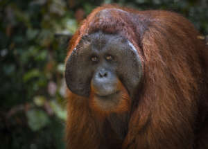 Support 13 villages to save the Bornean Rainforest