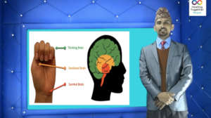 Training about the neuroscience of trauma