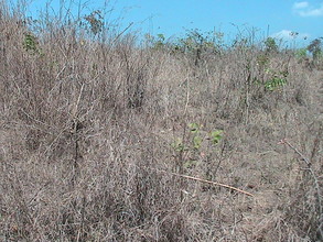 Land for Use in Agricultural Project