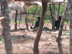 Man and Wife Suppporting Village Headman