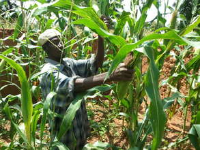 Youssouf harvesting corn