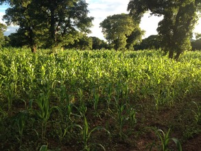Grown Corn