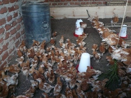Chicken for change Project
