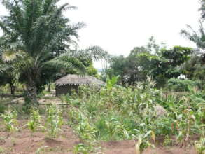 Sweetcorn
