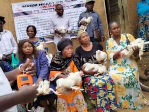 Chickens to feed refugee families in DRC