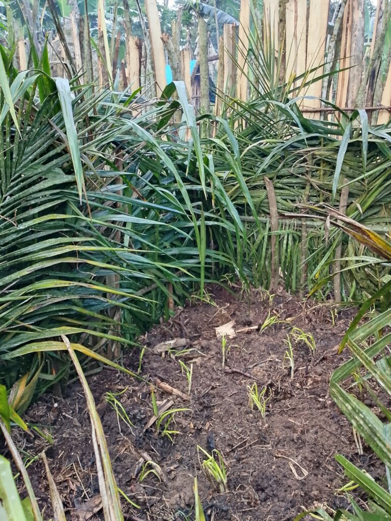 Young pineapple plants in Vusamba demo plot