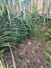 Young pineapple plants in Vusamba demo plot