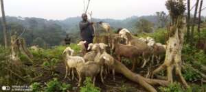 Livestock are healthier with biochar in their feed