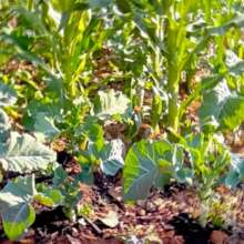 Vegetables flourish with biochar fertilizer