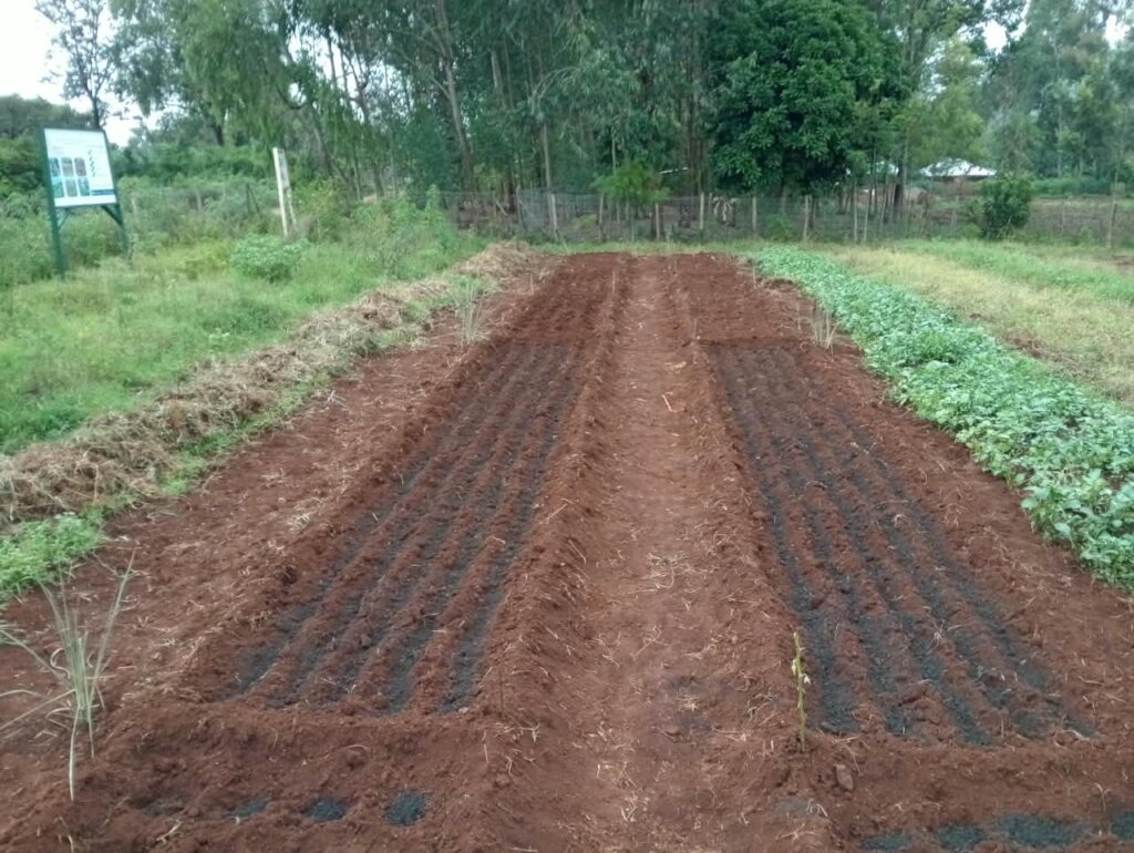 Kenya demo plots with BSF Frass and Biochar