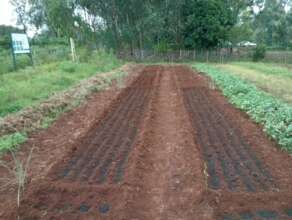 Kenya demo plots with BSF Frass and Biochar