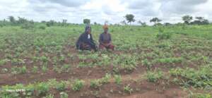 Malawi groundnut farmers in the field