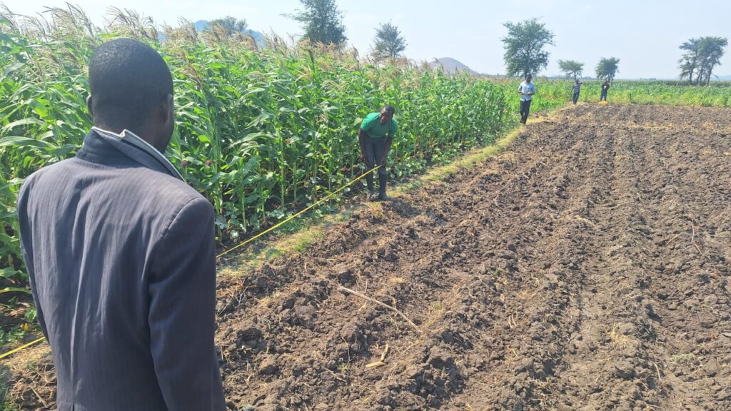 Malawi Phlombe demo plot set up