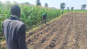 Malawi Phlombe demo plot set up