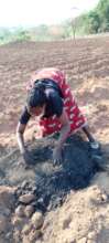 Biochar to renew the soil