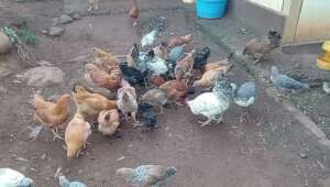 Kenyan chickens love biochar in their feed