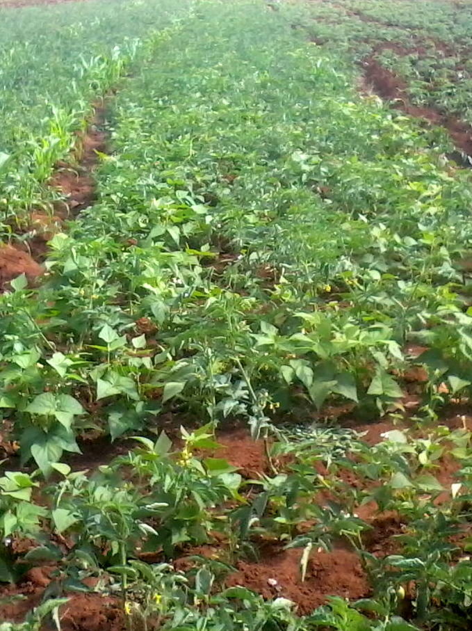 Sustainable Farming: Relieve Hunger in East Africa