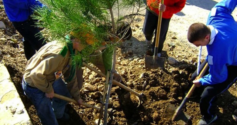 Afforestation project for liberated areas in IRAQ