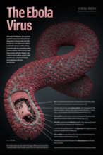 Ebola virus microbiology