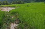Make a concrete infield road for 700 ethnic people