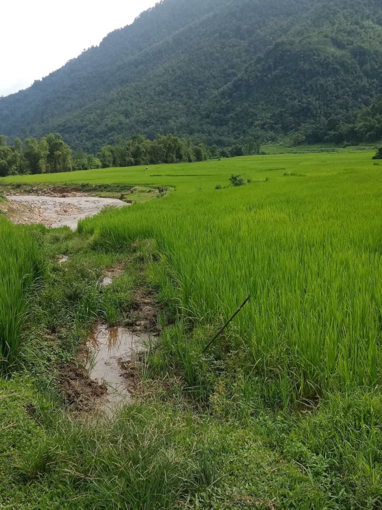 Make a concrete infield road for 700 ethnic people