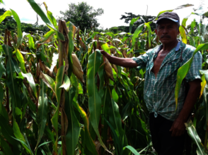 A Salvadoran farmer in his corn field