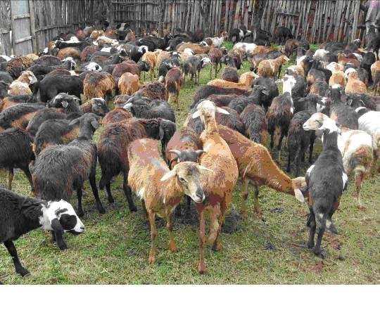 Create Asset for 500 Sidama Villagers