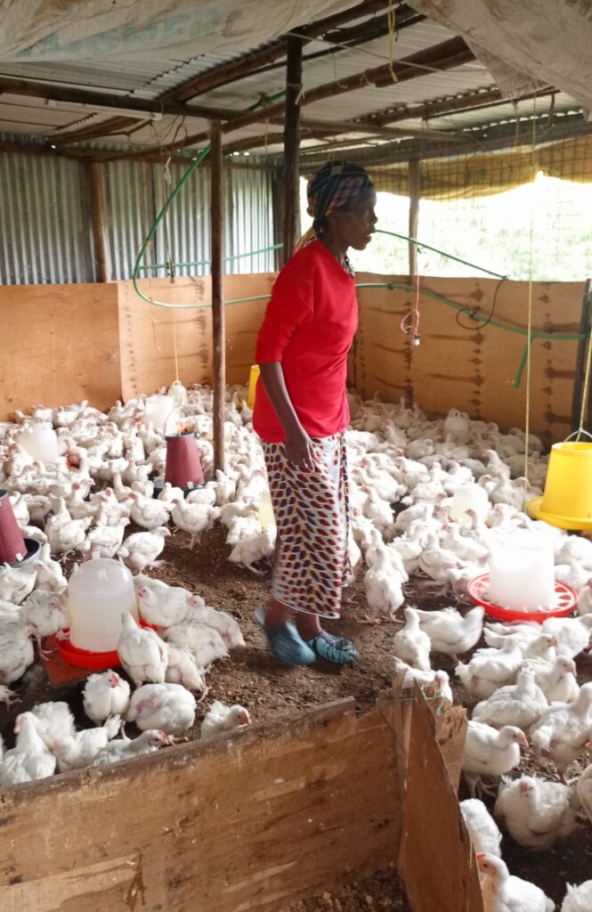 One refugee member doing poultry farming