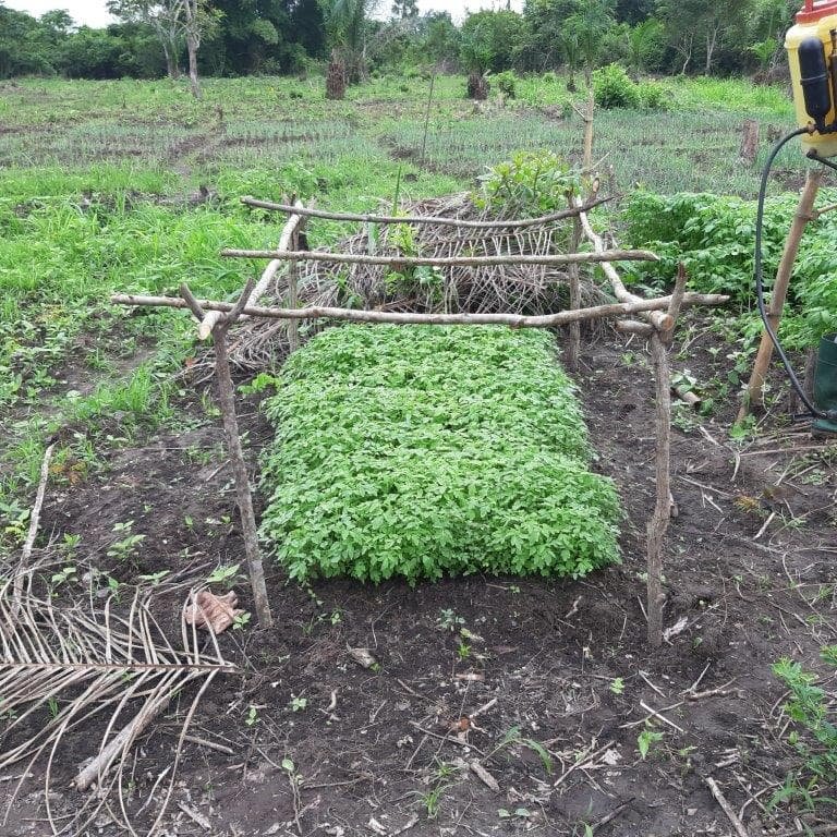 Build Irrigation Well for 200 Farmers in Ghana