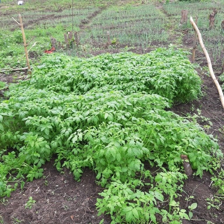 Build Irrigation Well for 200 Farmers in Ghana