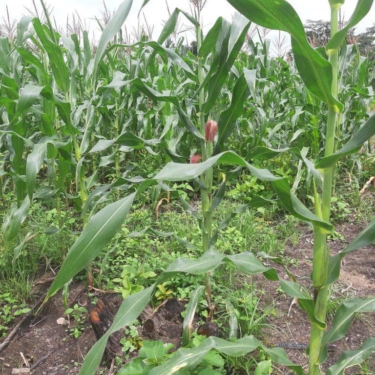 Build Irrigation Well for 200 Farmers in Ghana