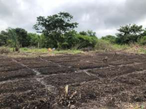 Land Prepared for Onion Farming