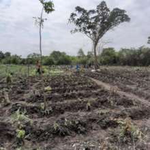 Land Prepared for Farming Pepper and Tomatoes