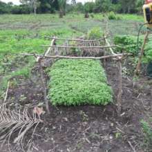 Tomato Seedlings Ready to be Transplanted