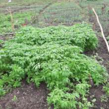Seedlings of Another Tomato Variety