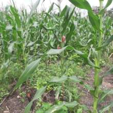 Hybrid Corn Seedling