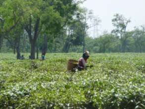 Assam, India: IFC investment affects communities