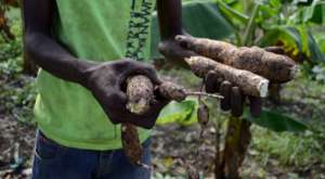 Haitian farmers are finally seeing remedy results