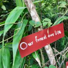 Myanmar Our Forest Our Life