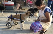 Help us help the needy animals